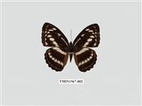 藏品(異紋帶蛺蝶)的圖片